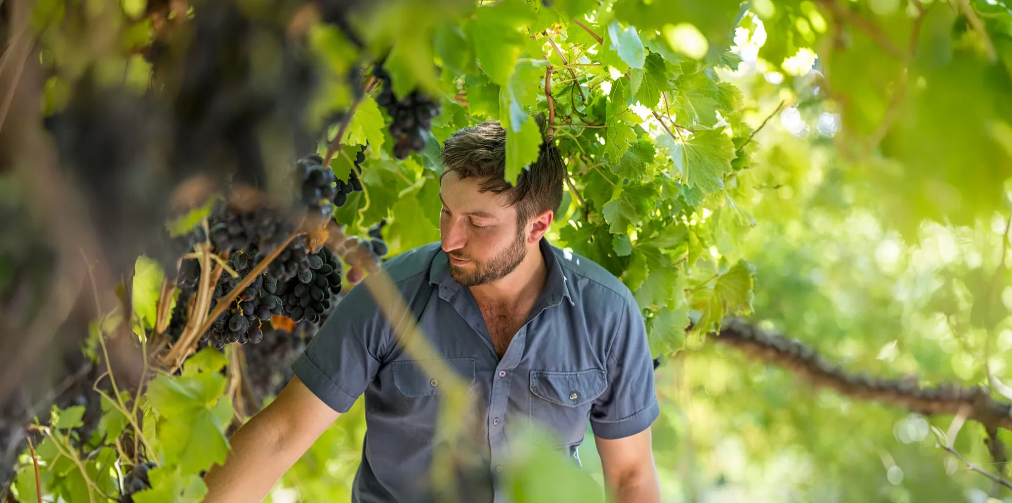 Worker picking grapes among vines in an Australian vineyard