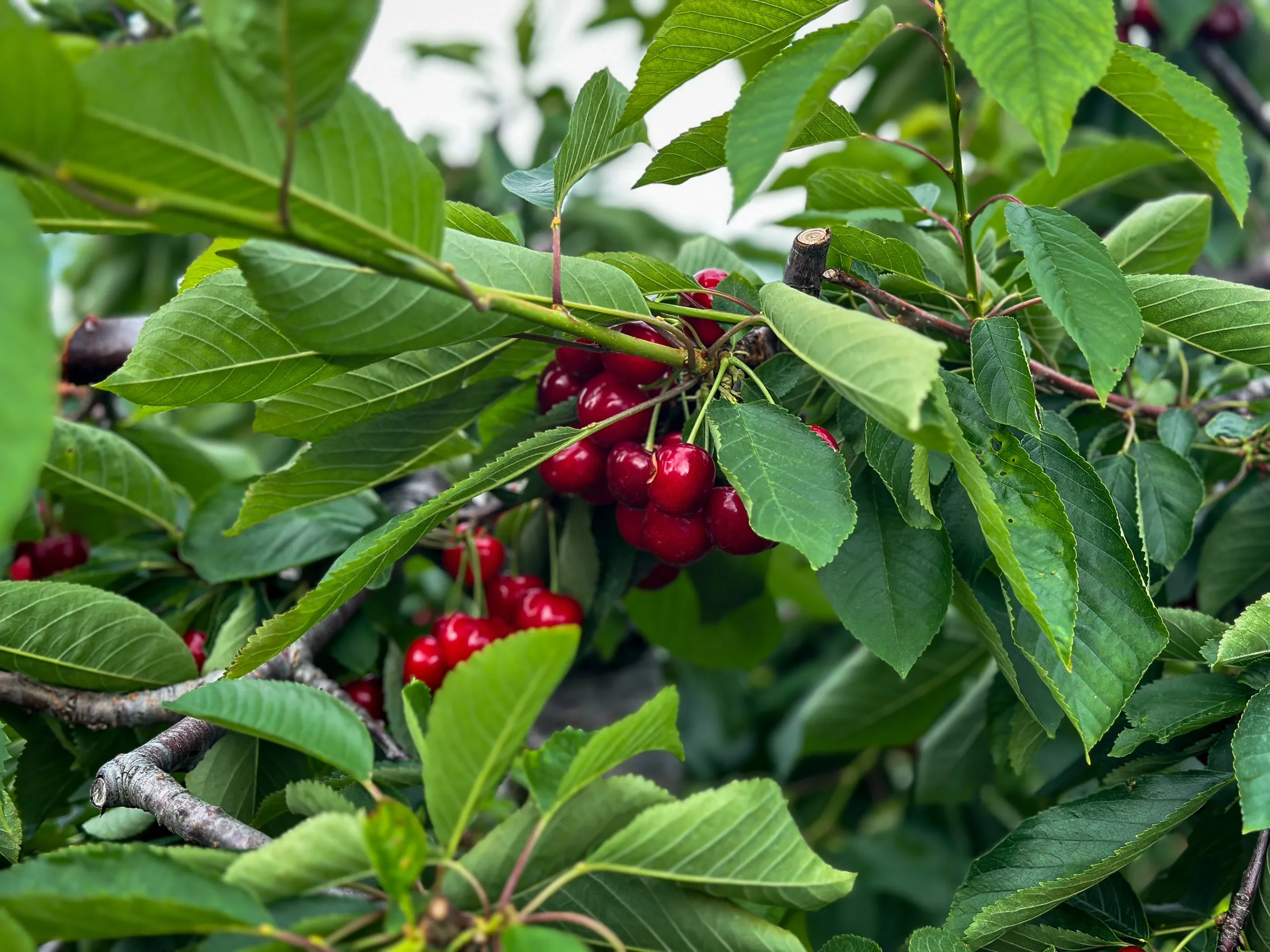 Ripe cherries hanging from a branch