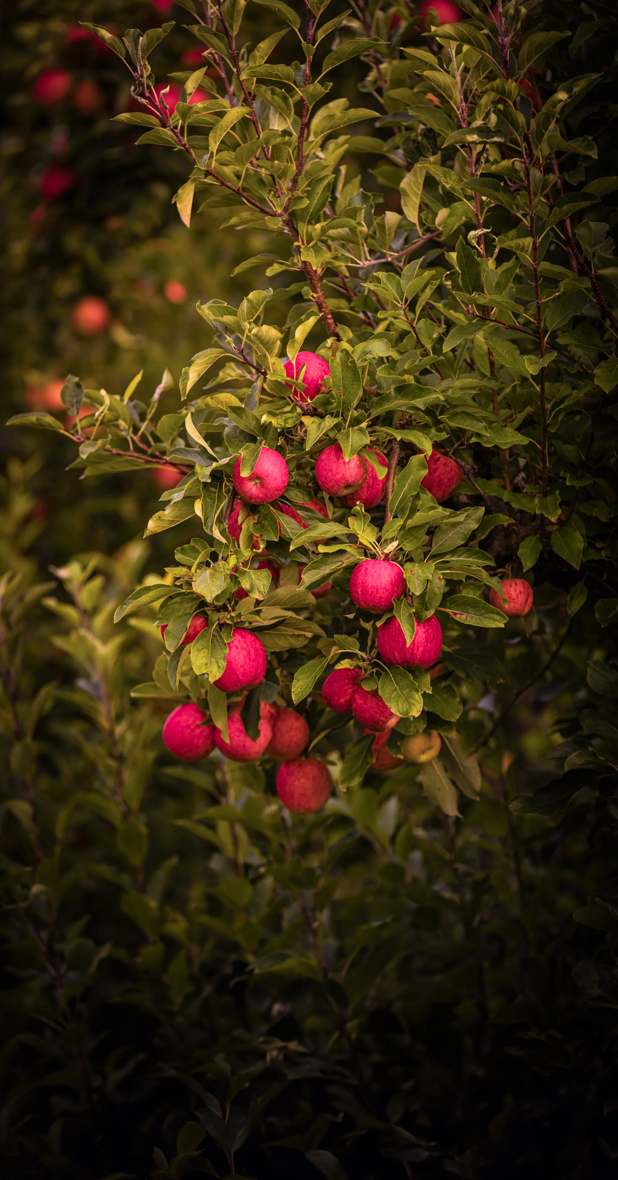 Red apples on the branch in a New Zealand orchard