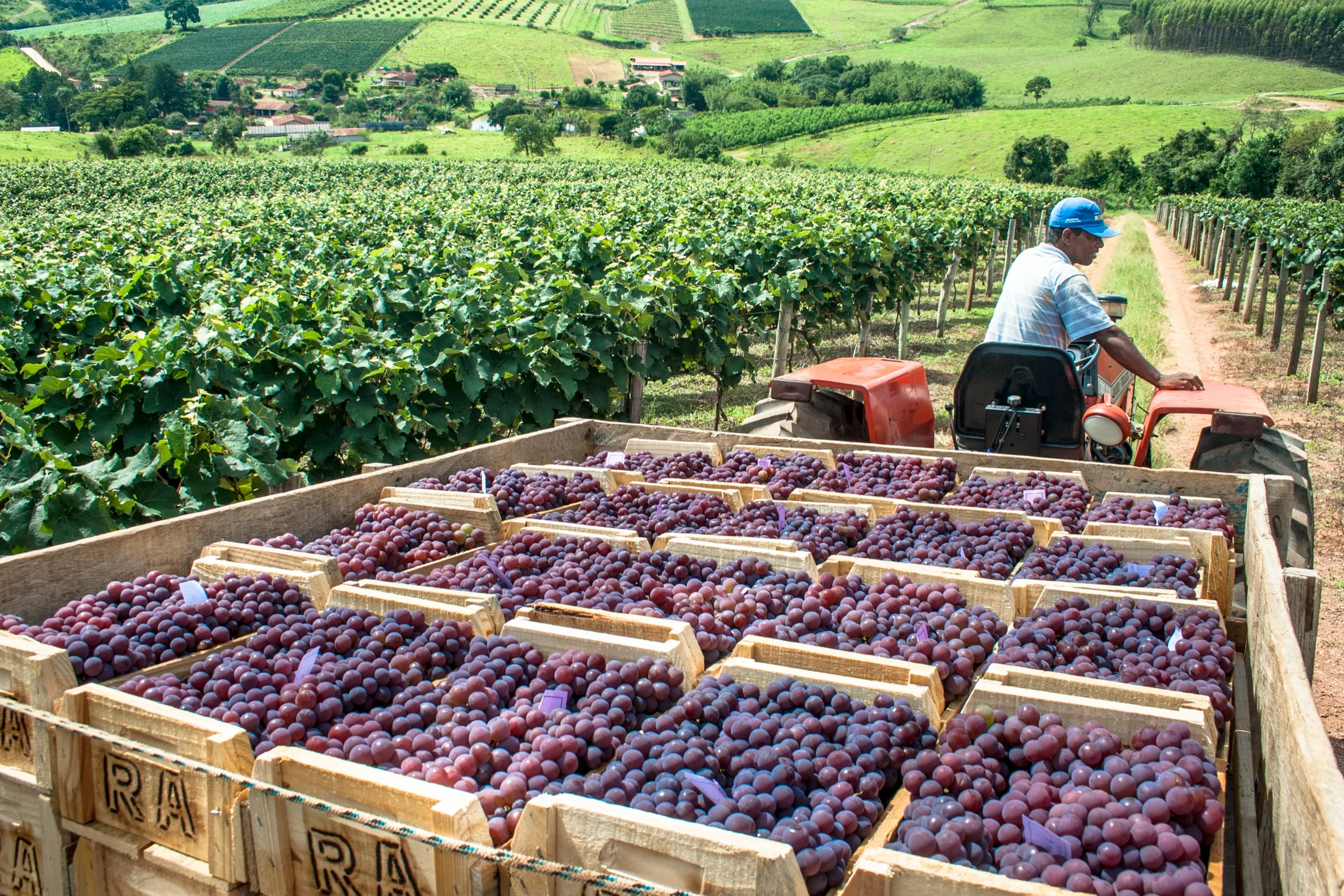 Harvest bins of grapes on a vineyard trailer