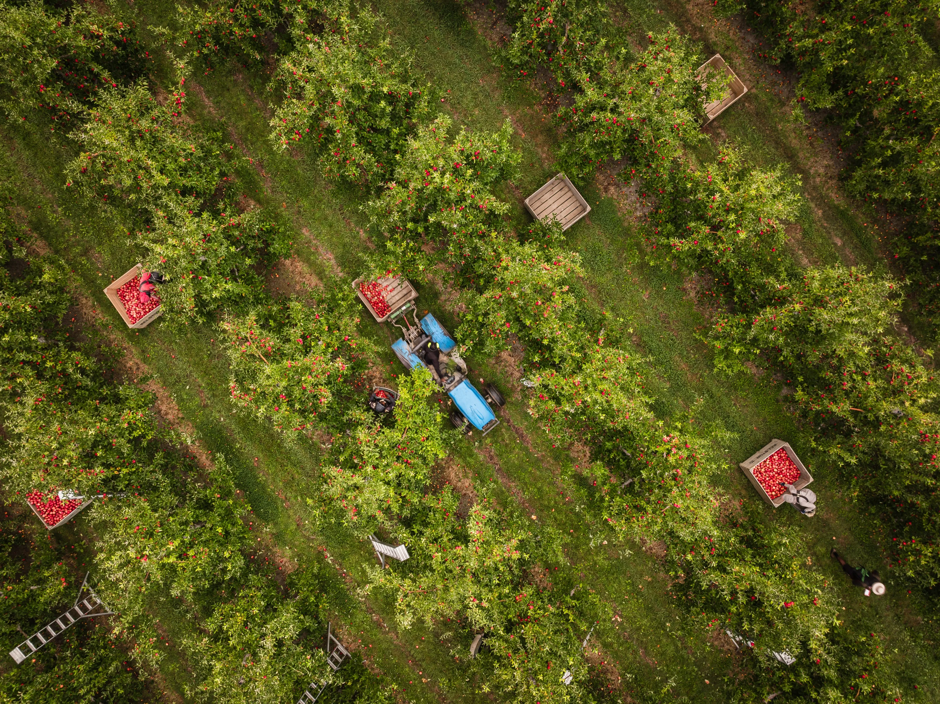 Aerial view of a tractor and apple bins among orchard rows
