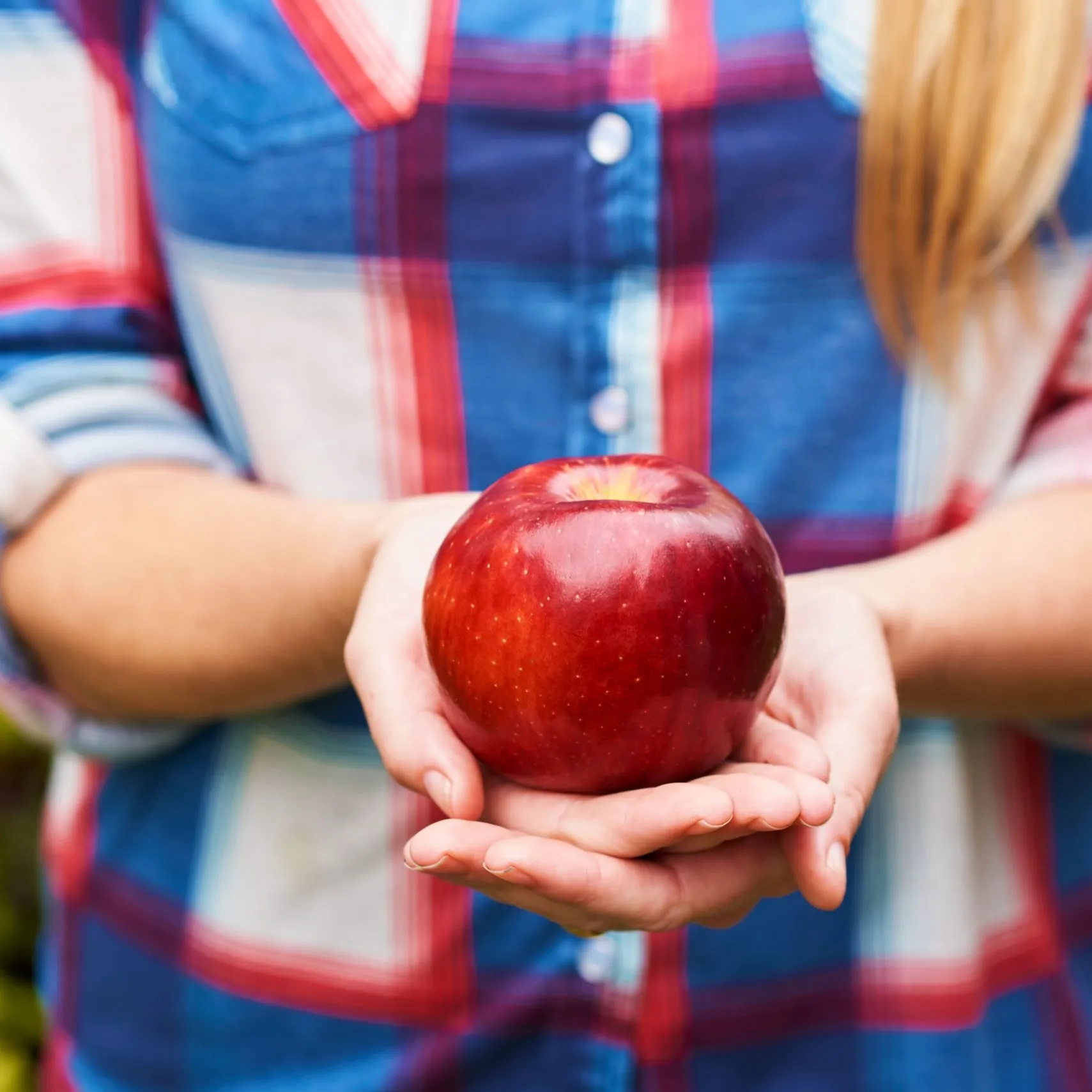 Hands holding a Cosmic Crisp apple