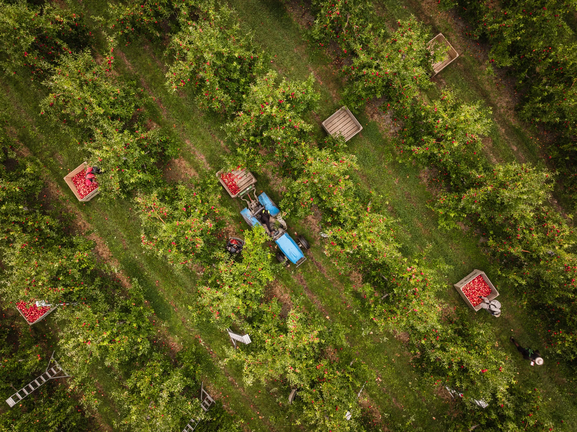 Aerial view of a harvest team working through orchard rows