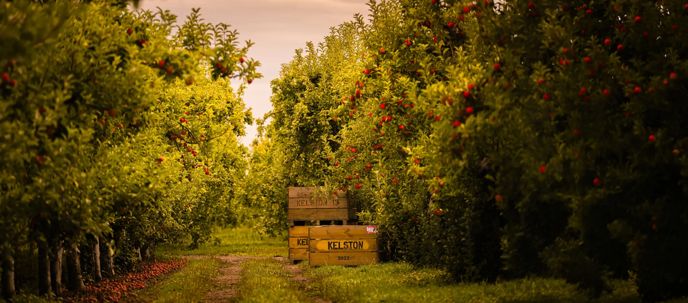Golden orchard with harvested produce crates