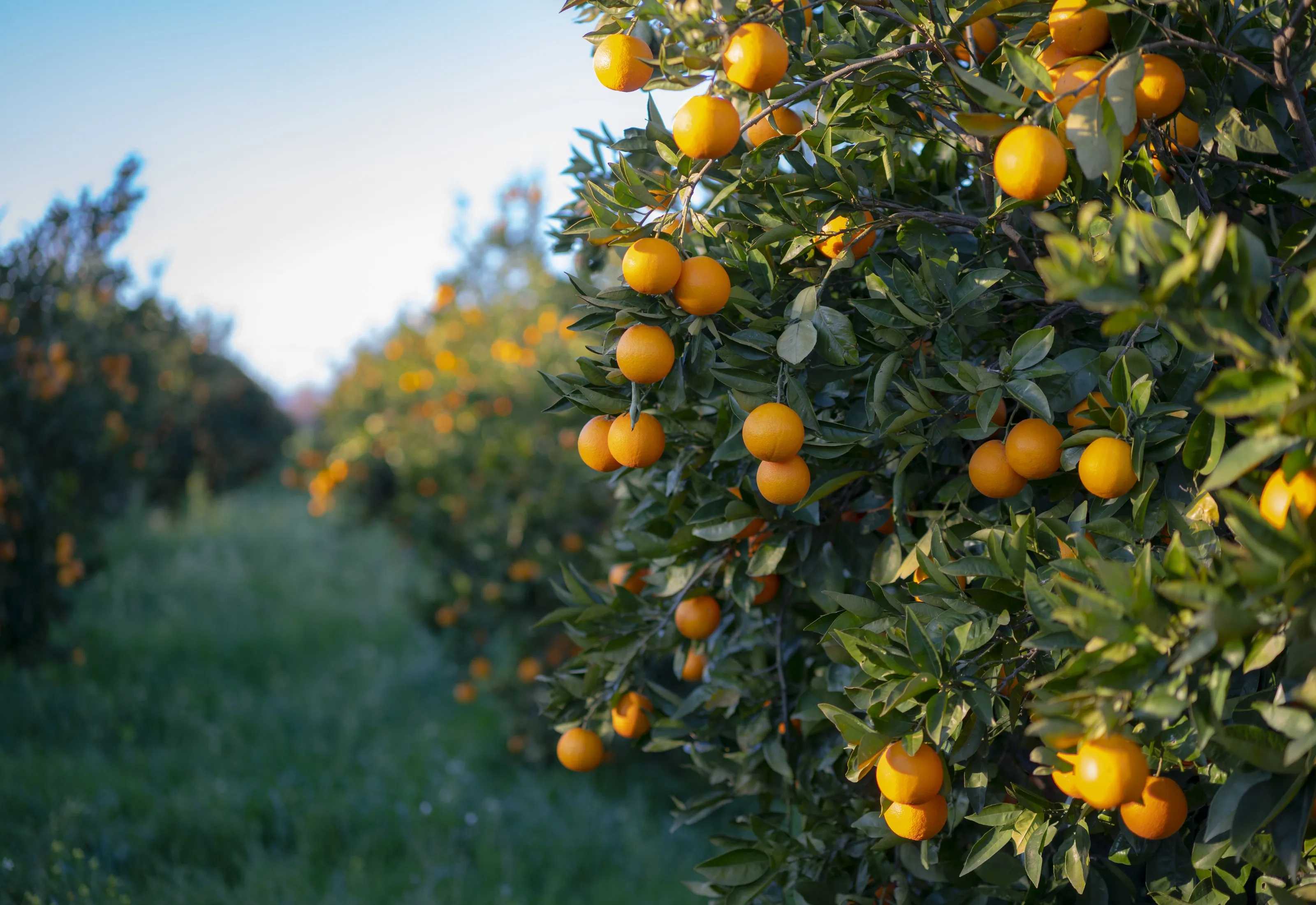 Rows of citrus trees heavy with fruit at dusk