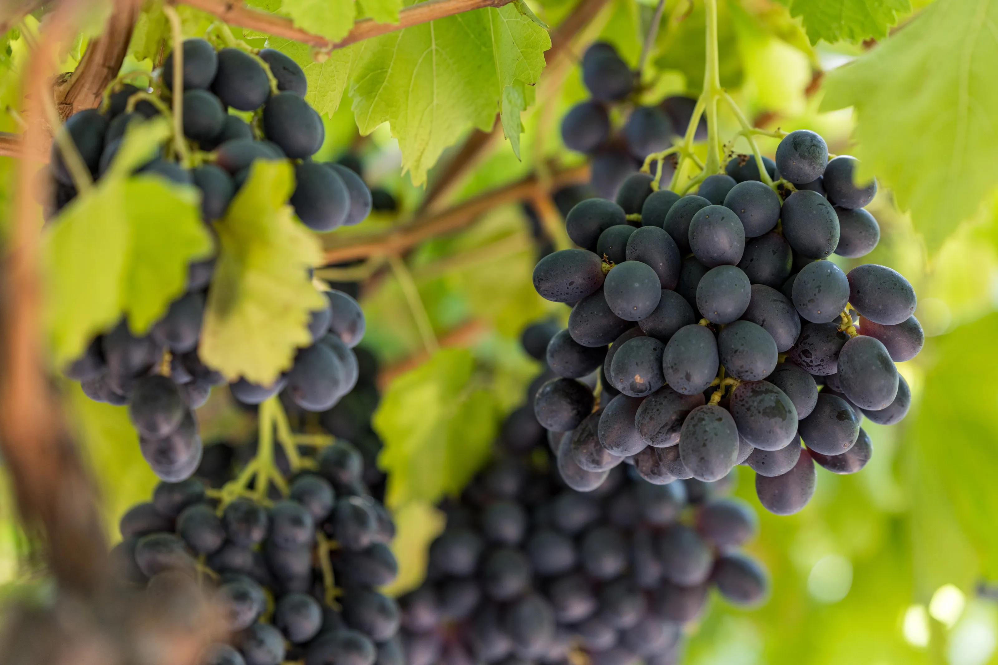 Dark table grapes hanging on the vine