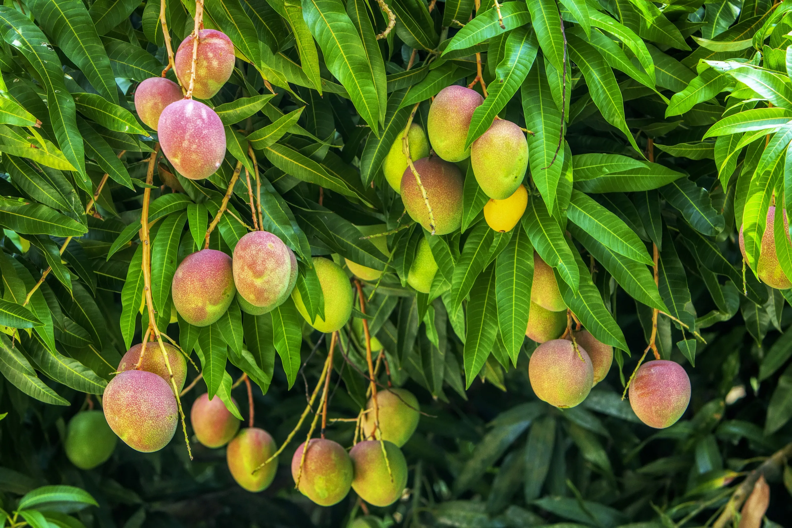 Mangoes ripening on the tree