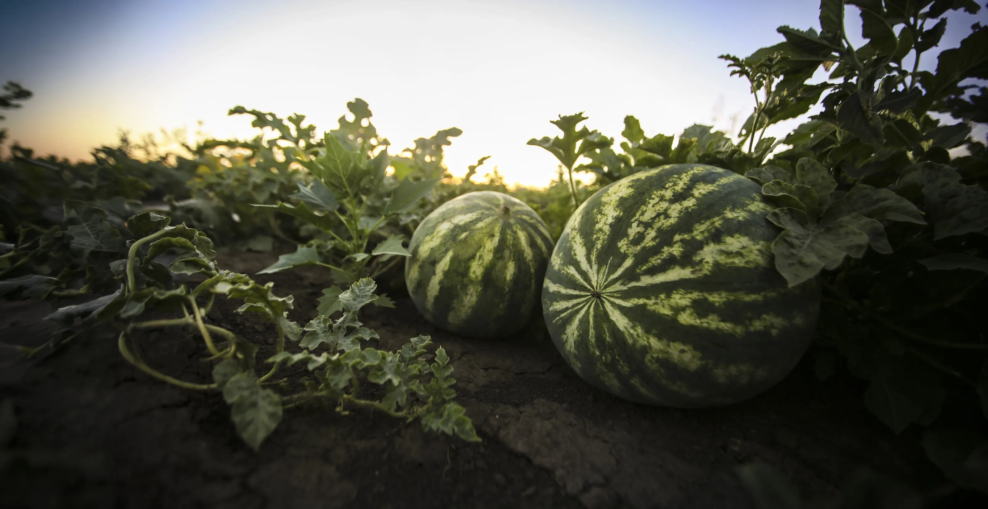 Watermelons growing in a field at dusk