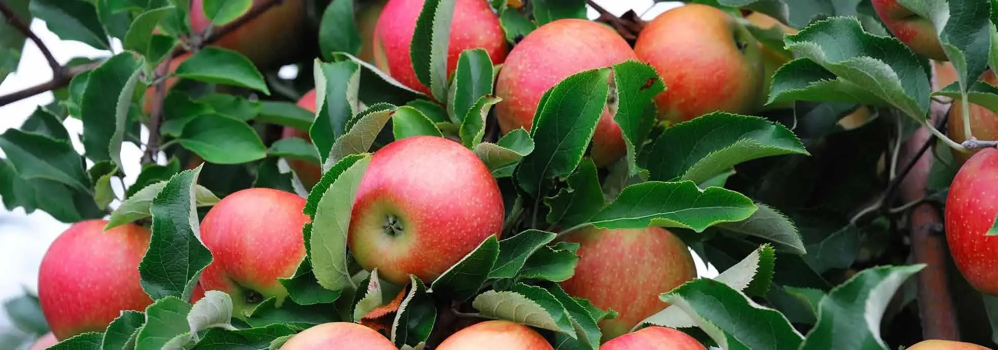 Red apples ripening on the tree