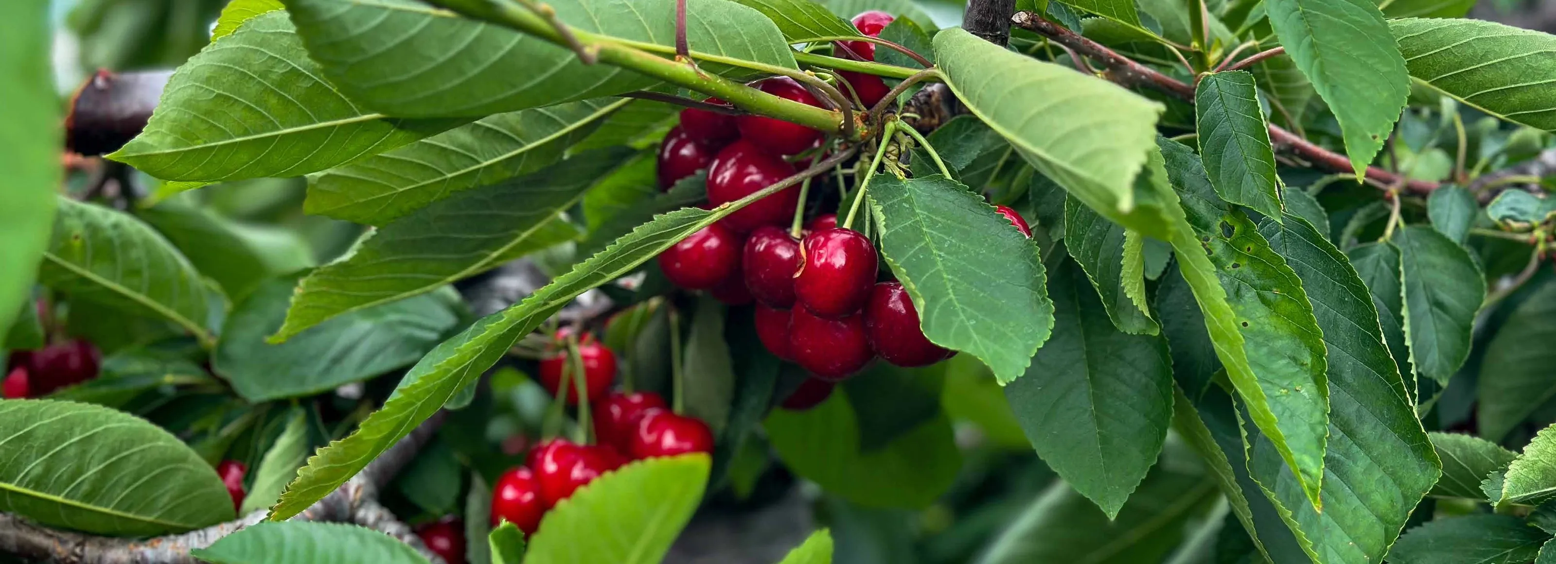 Ripe cherries hanging from a branch