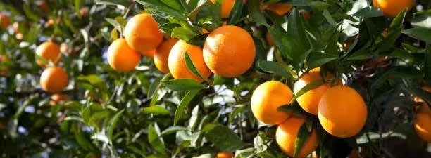 Oranges ripening in a California citrus grove
