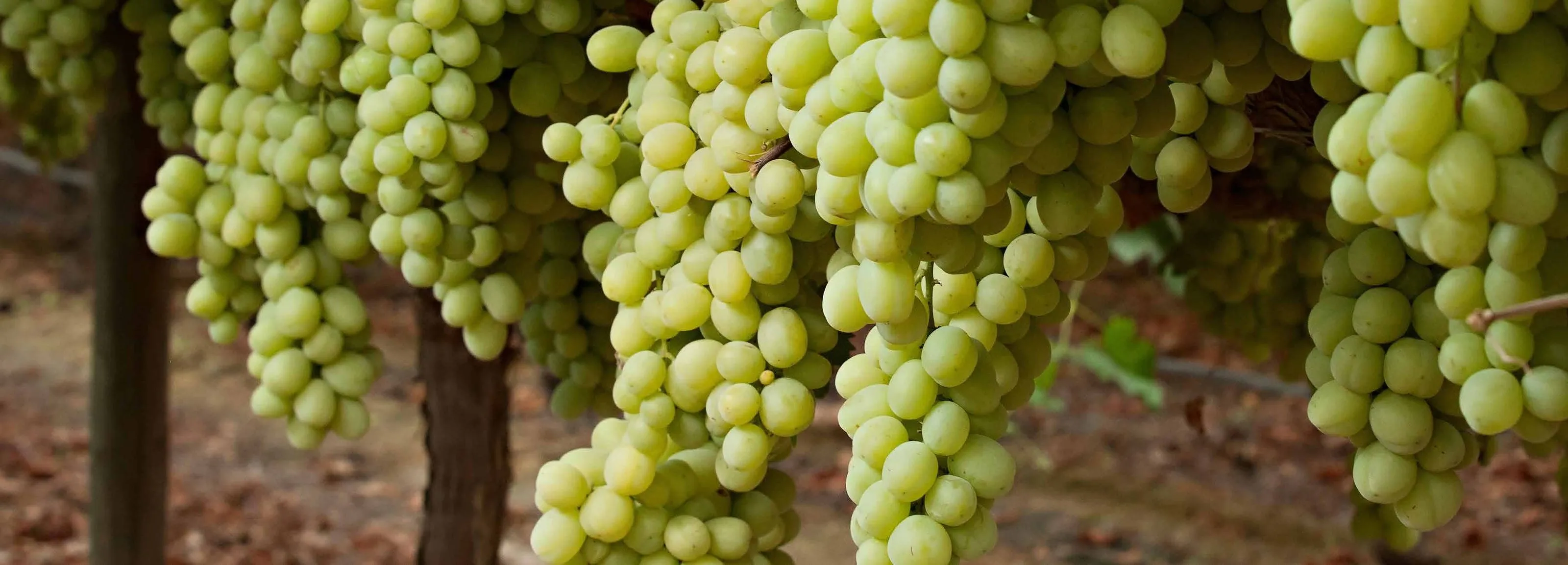 Green table grapes hanging on the vine