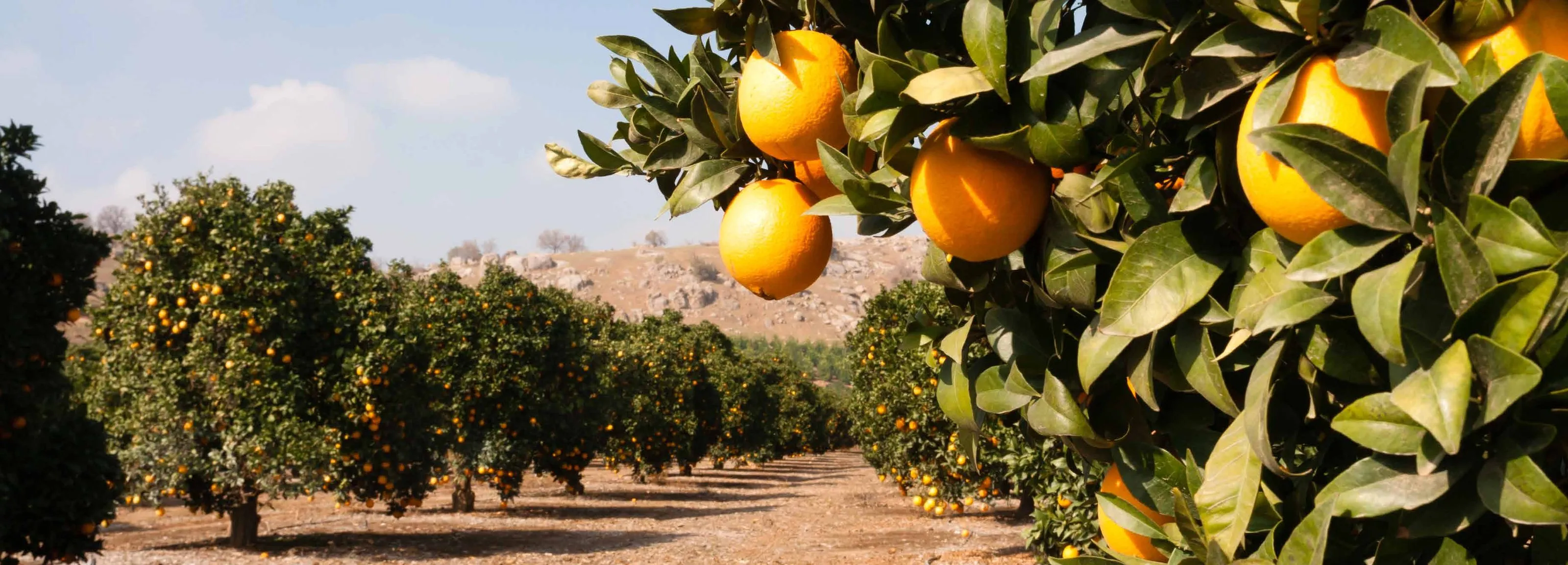 Oranges ripening in a North American citrus grove