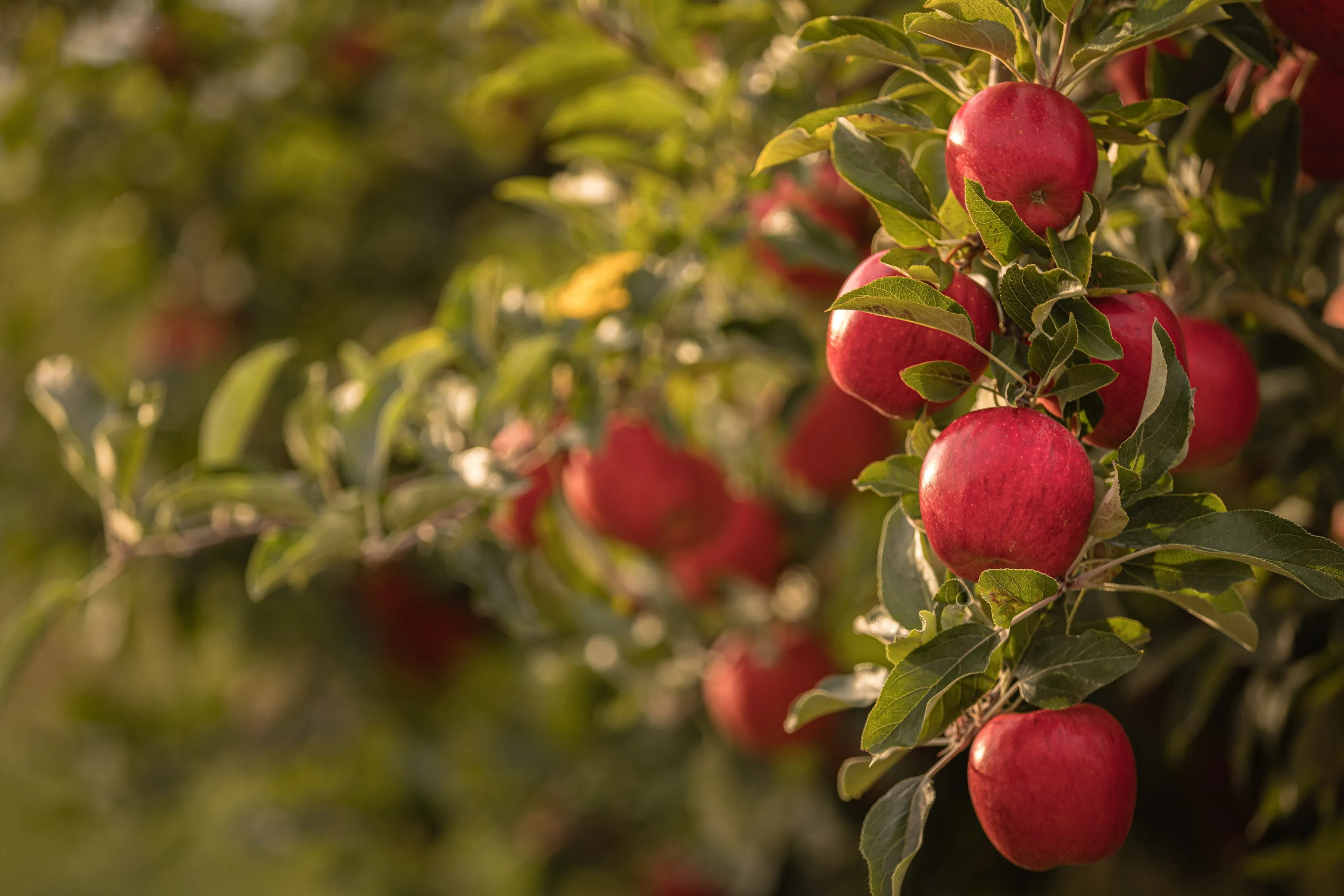 Red apples on the tree in golden evening light