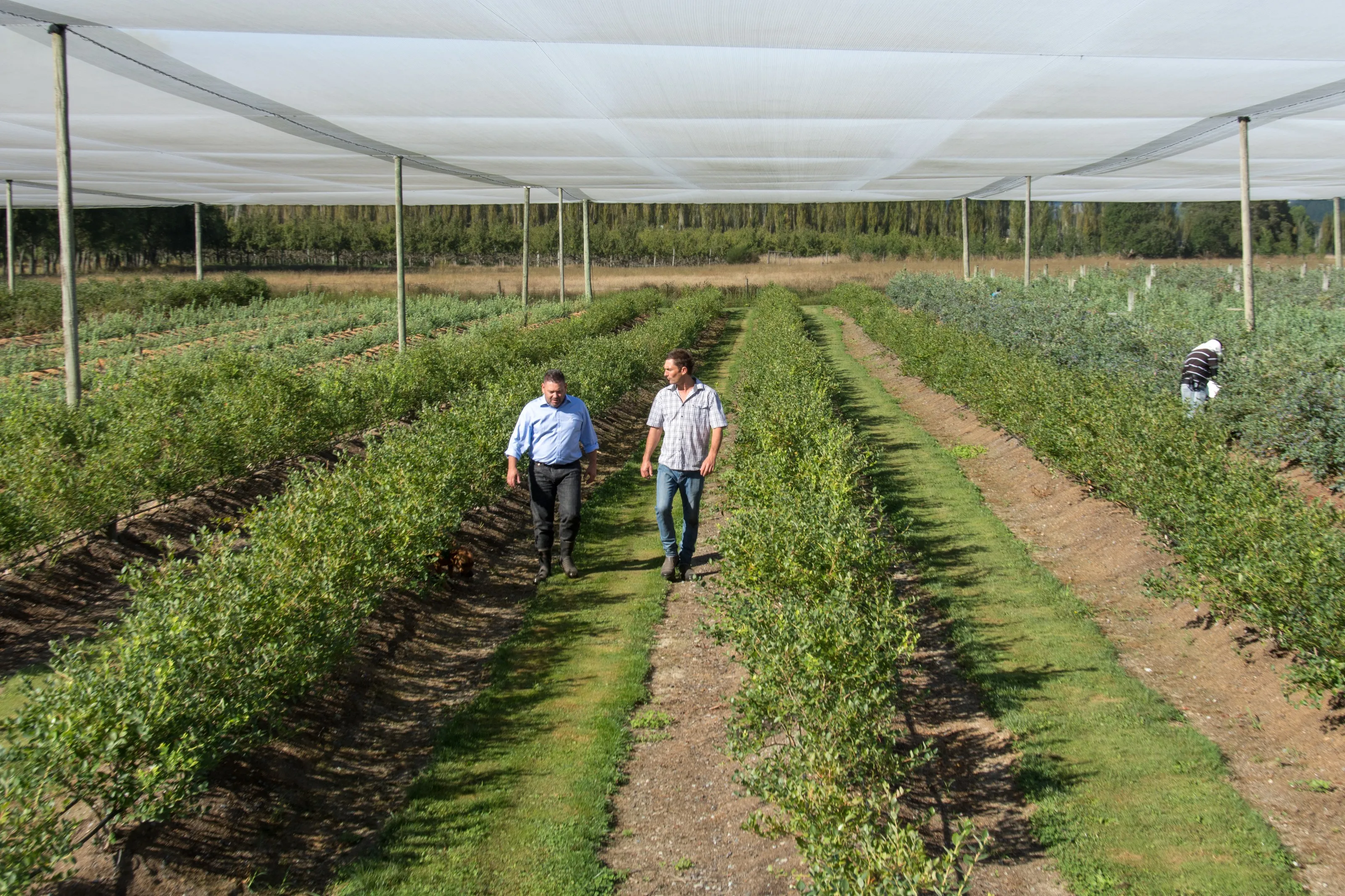 Workers walking the rows of a netted blueberry orchard