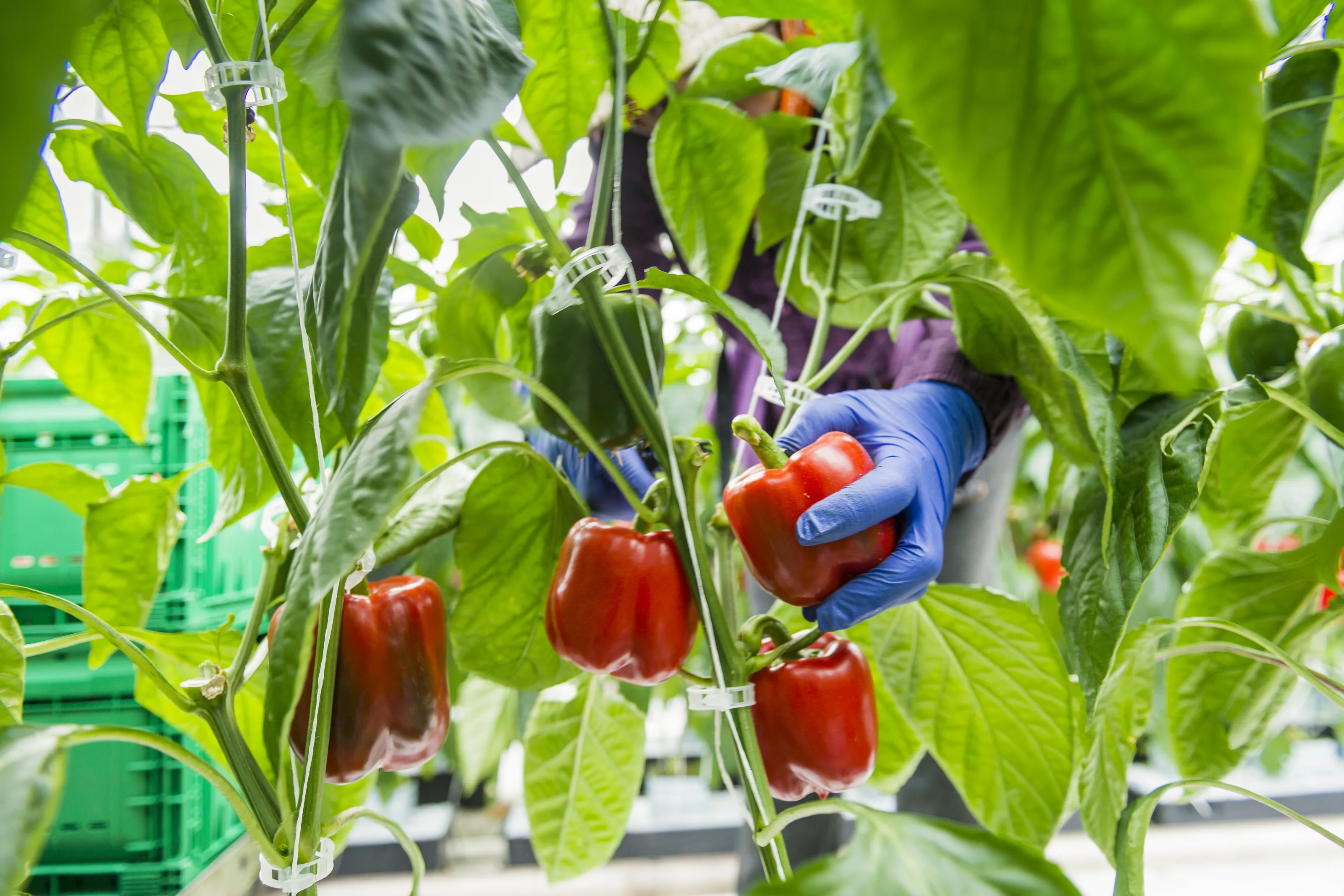 Capsicums being hand picked in a New Zealand glasshouse