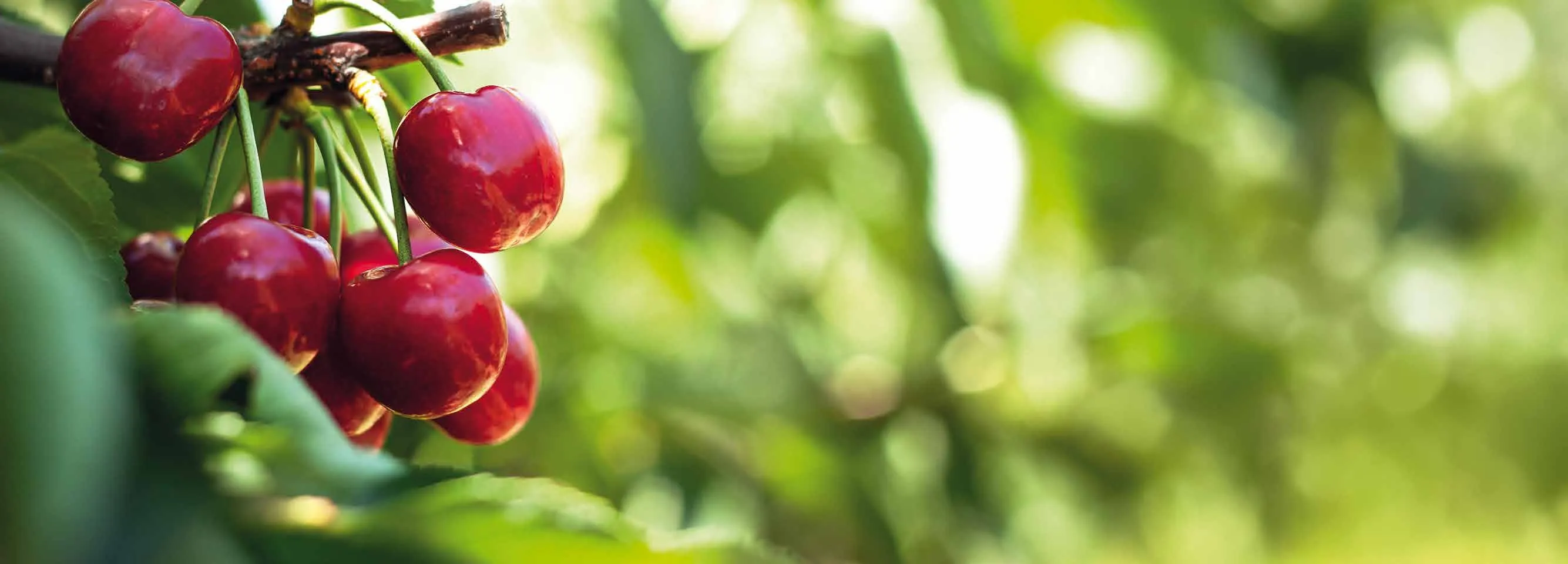Ripe red cherries on the tree