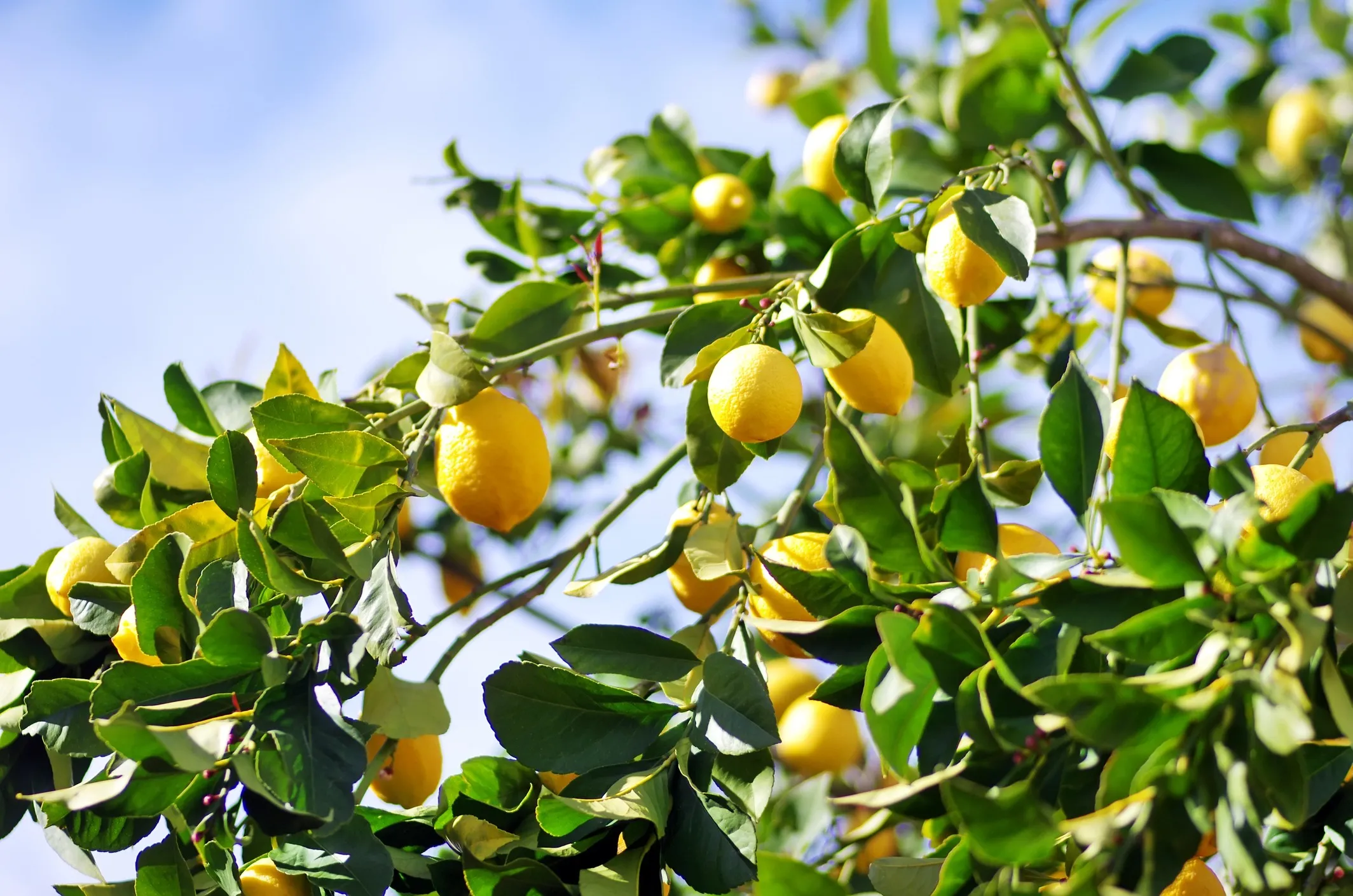 Lemon tree heavy with fruit against a blue sky
