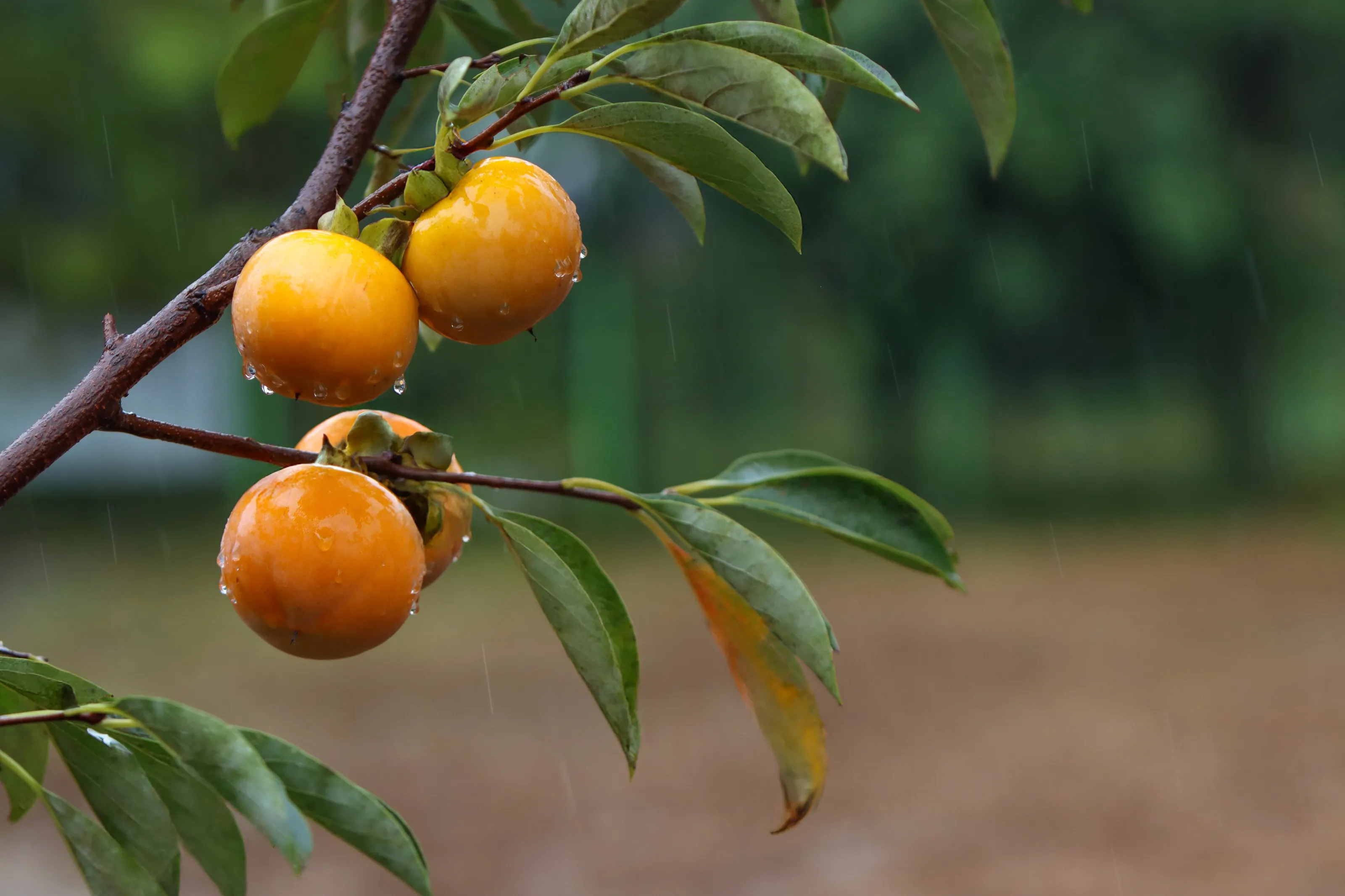 Persimmons ripening on the tree