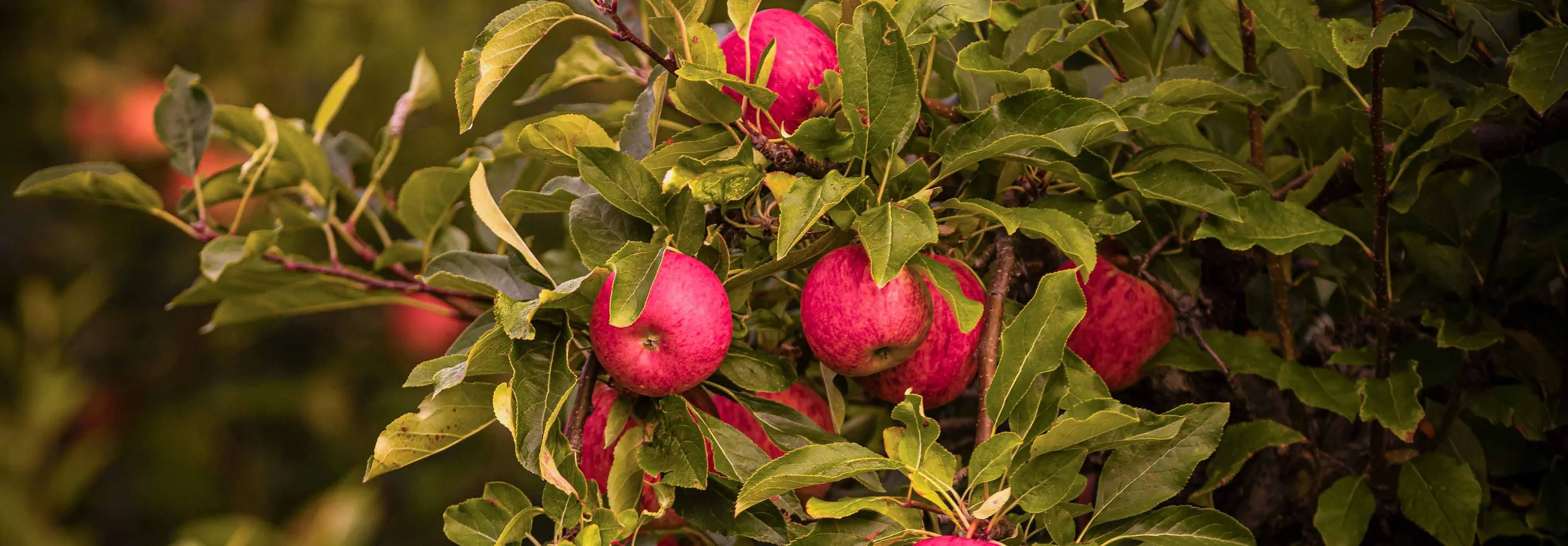 Red apples ripening on the branch in a Hawke's Bay orchard