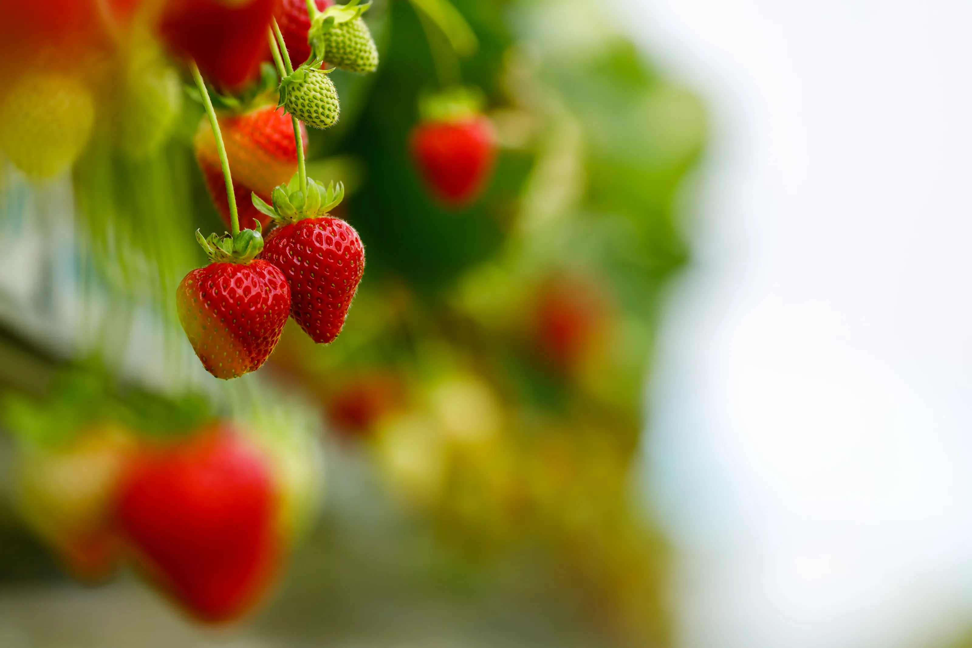 Strawberries ripening under cover on a New Zealand berry farm