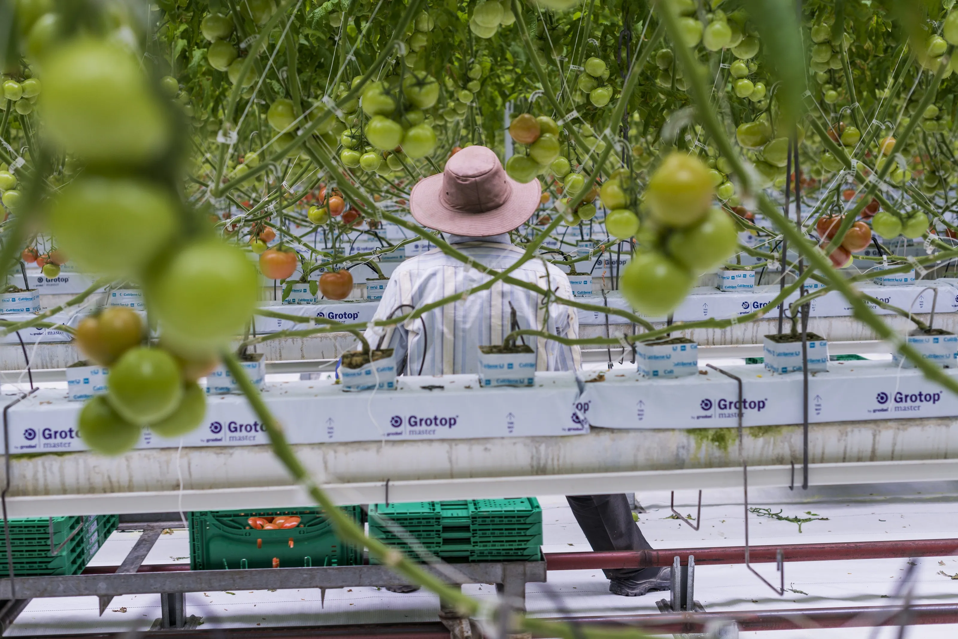 Grower tending tomato vines in a New Zealand glasshouse