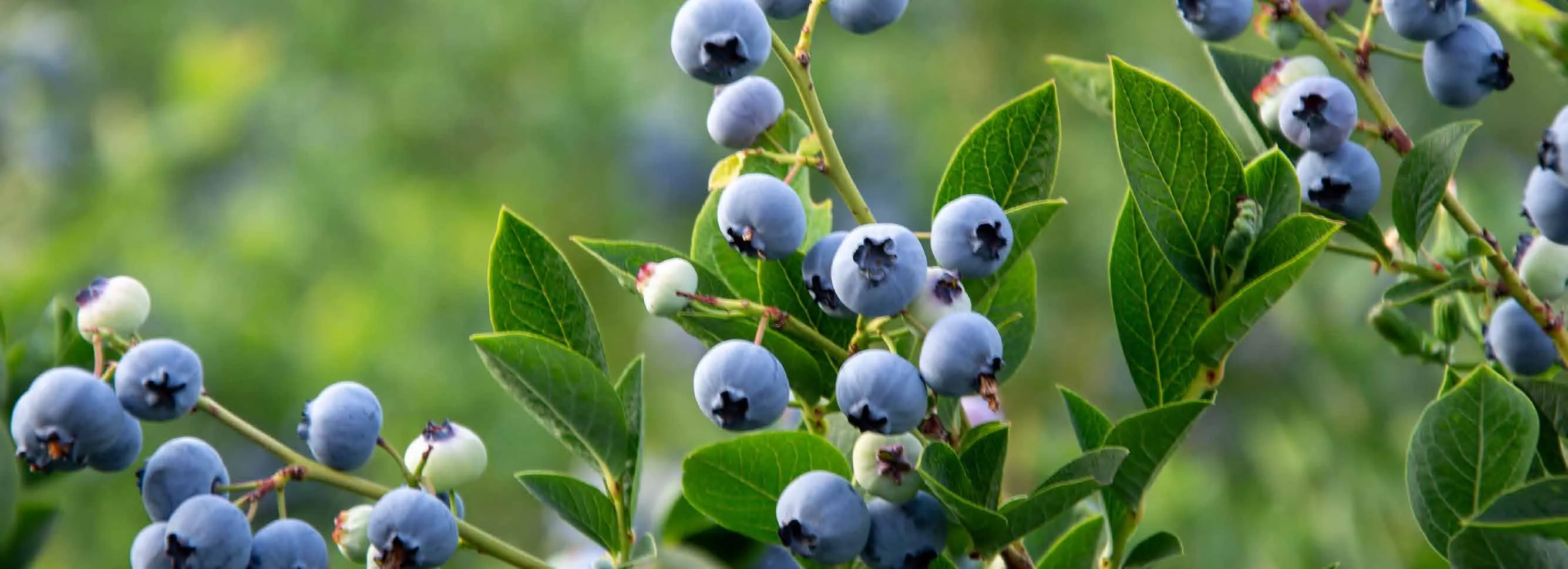 Ripe blueberries on the bush
