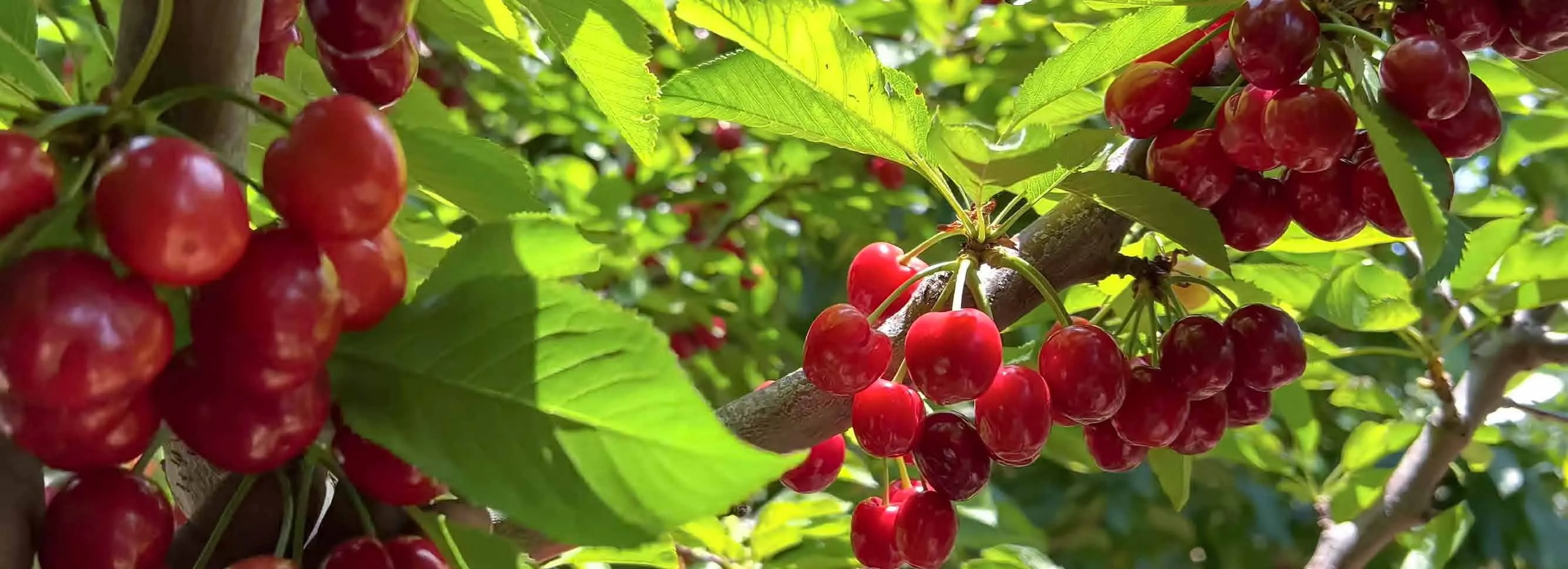 Ripe cherries hanging in a Chilean orchard