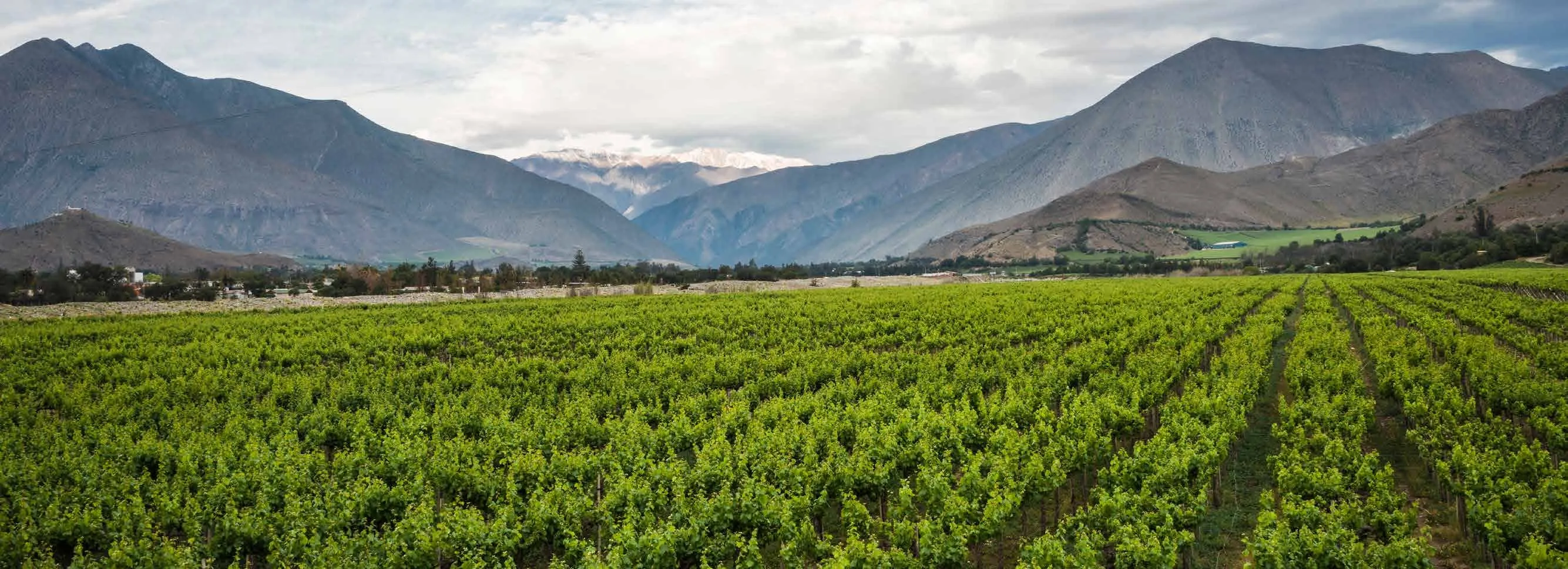 Table grape vines running towards the mountains in a South American valley