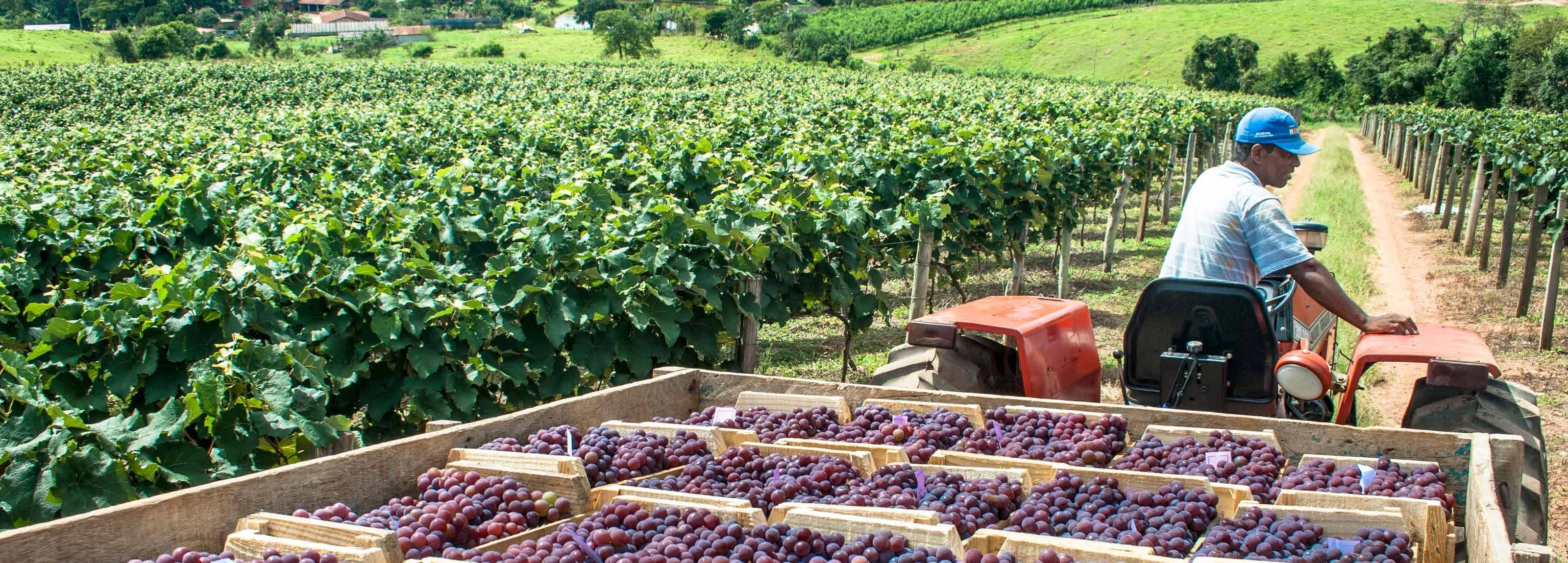 Harvest bins of table grapes beside the vines on a South American vineyard