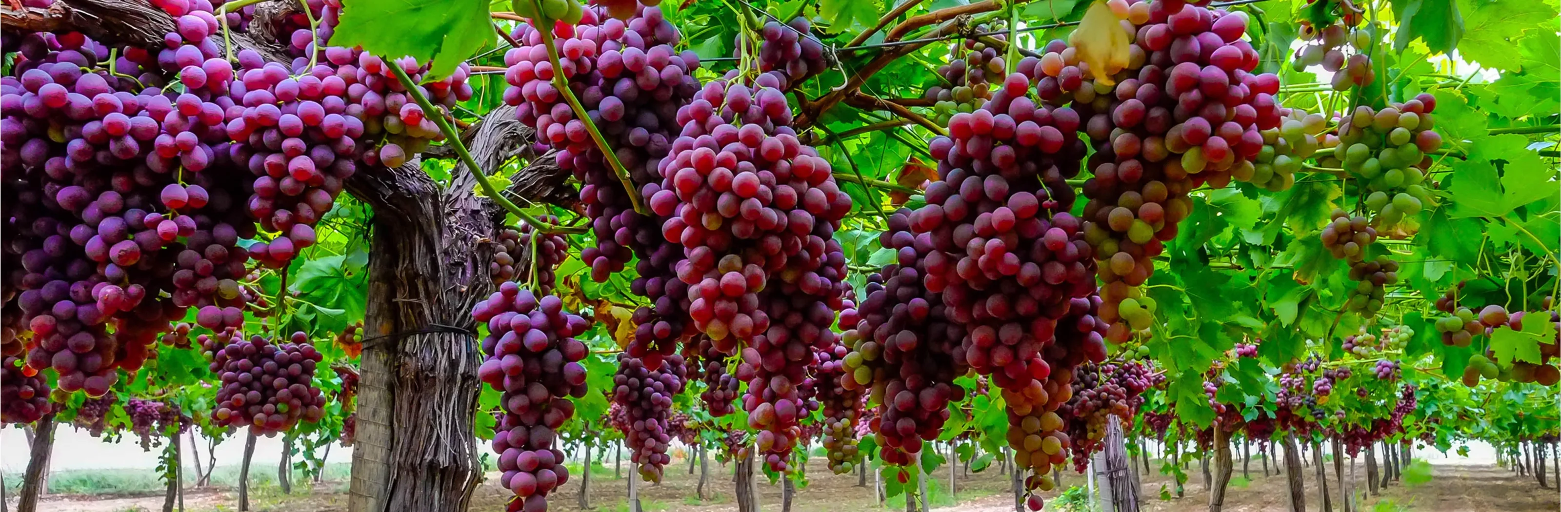 Bunches of red table grapes hanging from a pergola vineyard