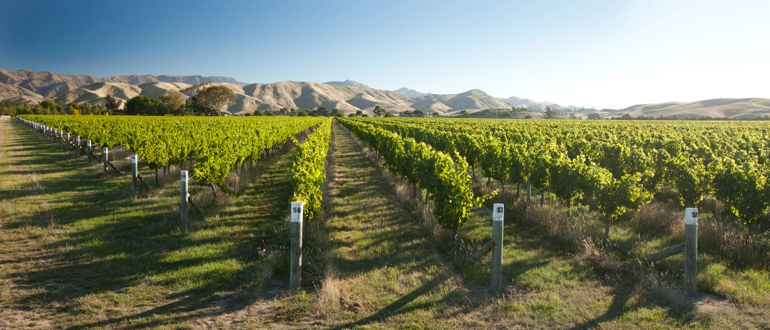 Vineyard rows beneath the hills of a New Zealand growing region