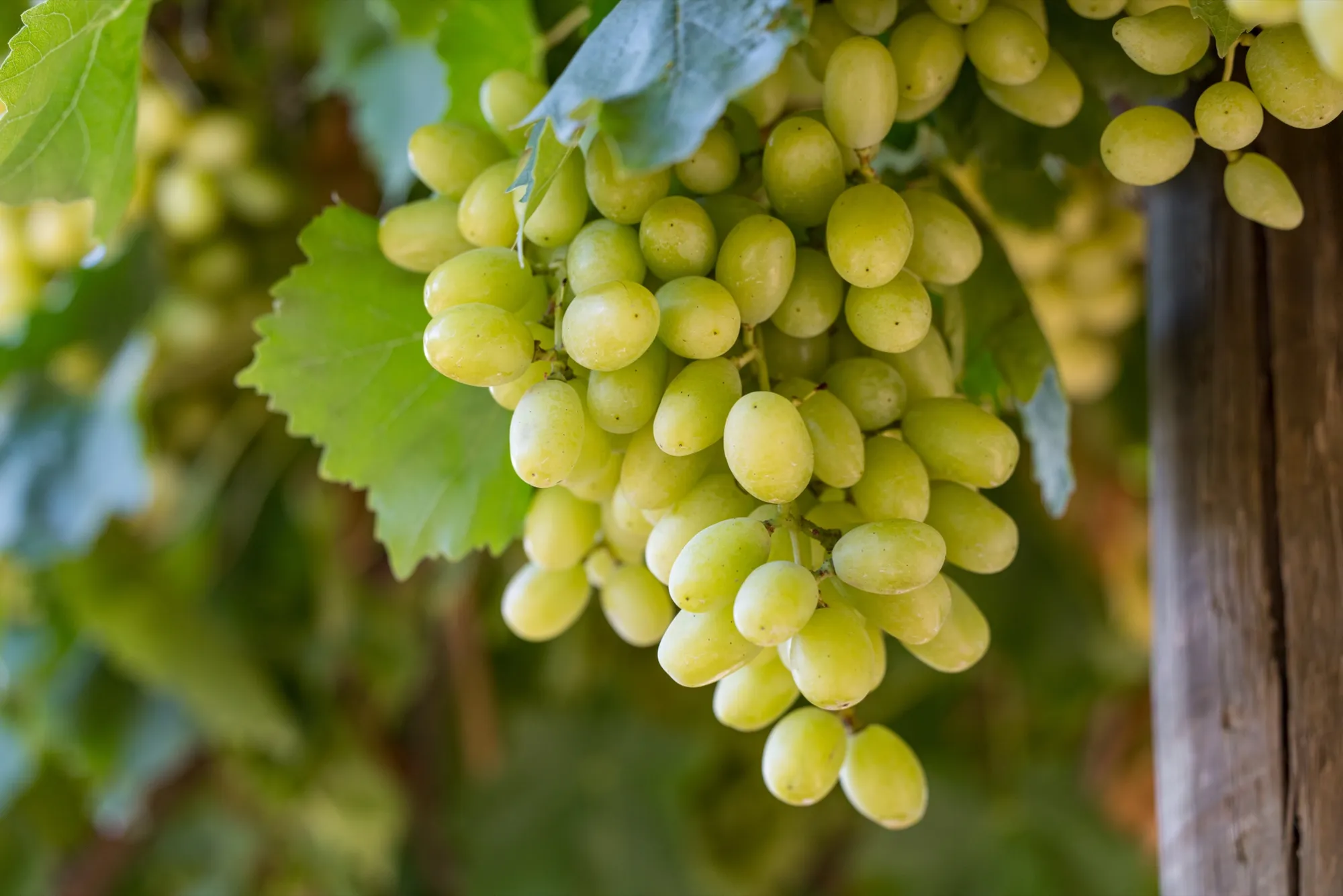 Bunches of green grapes growing on the vine