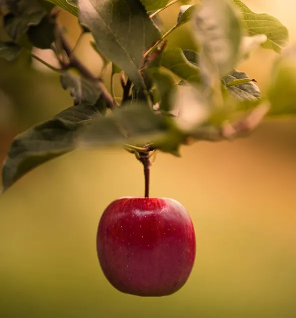 A single ripe a1 Apple hanging from the branch