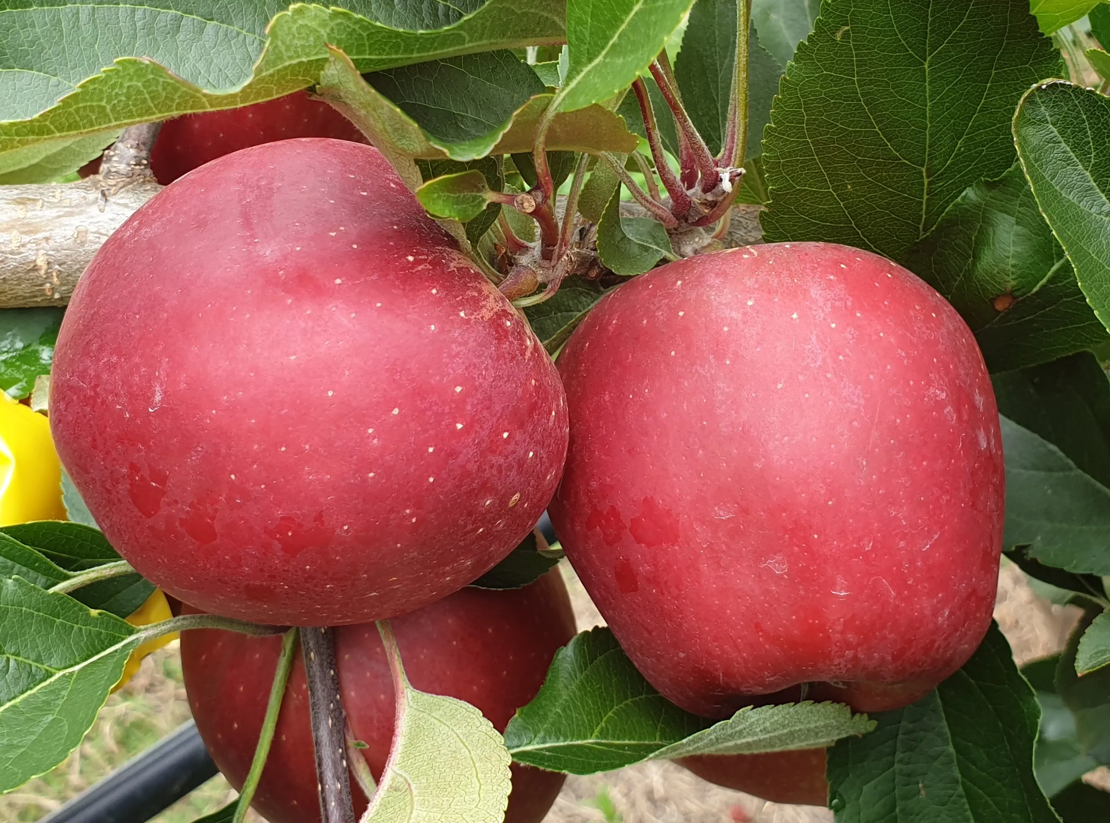 Two deep red Bay Queen apples ripening on the tree