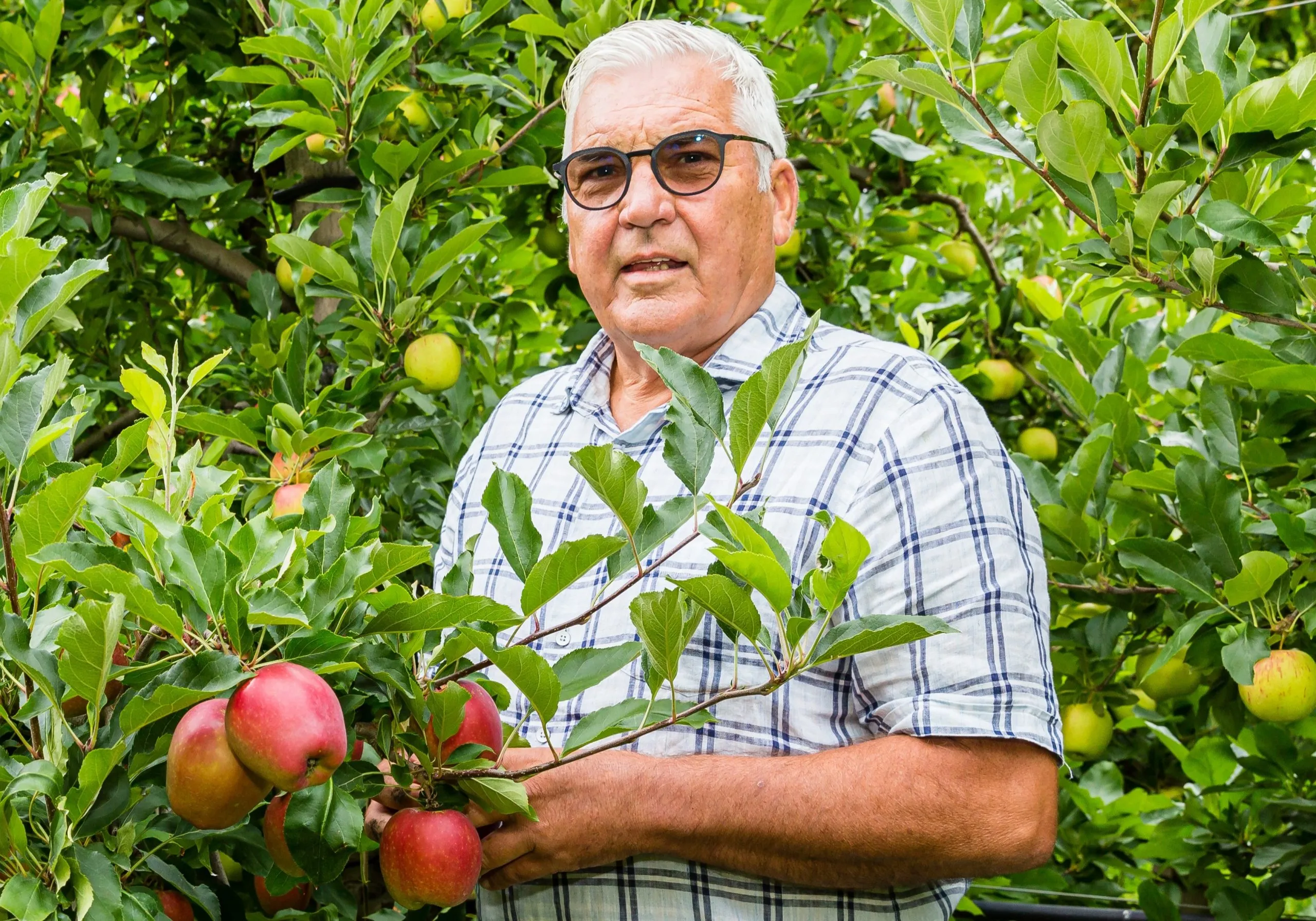Murray Tait standing among apple trees, holding a branch of ripe fruit