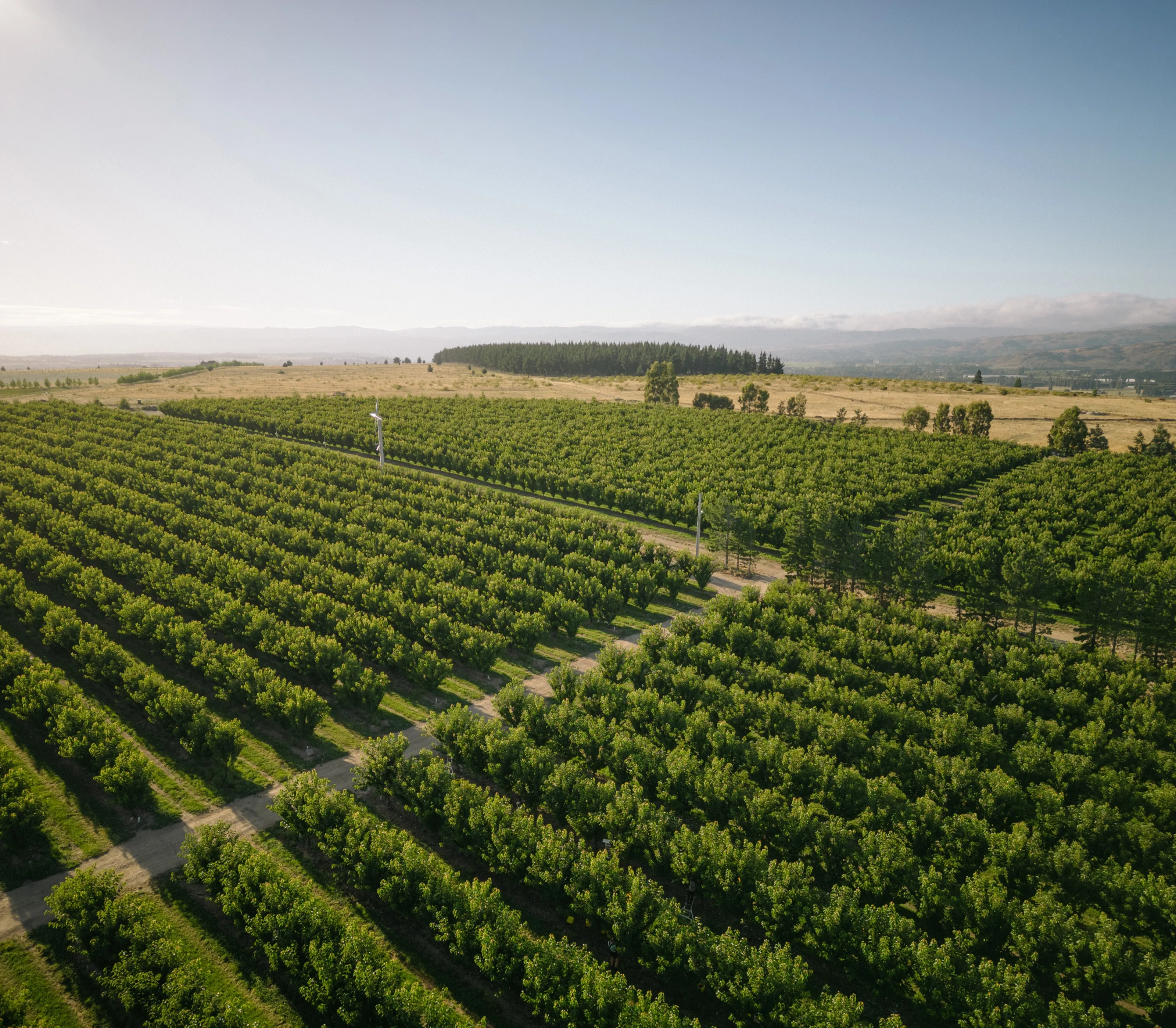 Aerial view across rows of a New Zealand orchard