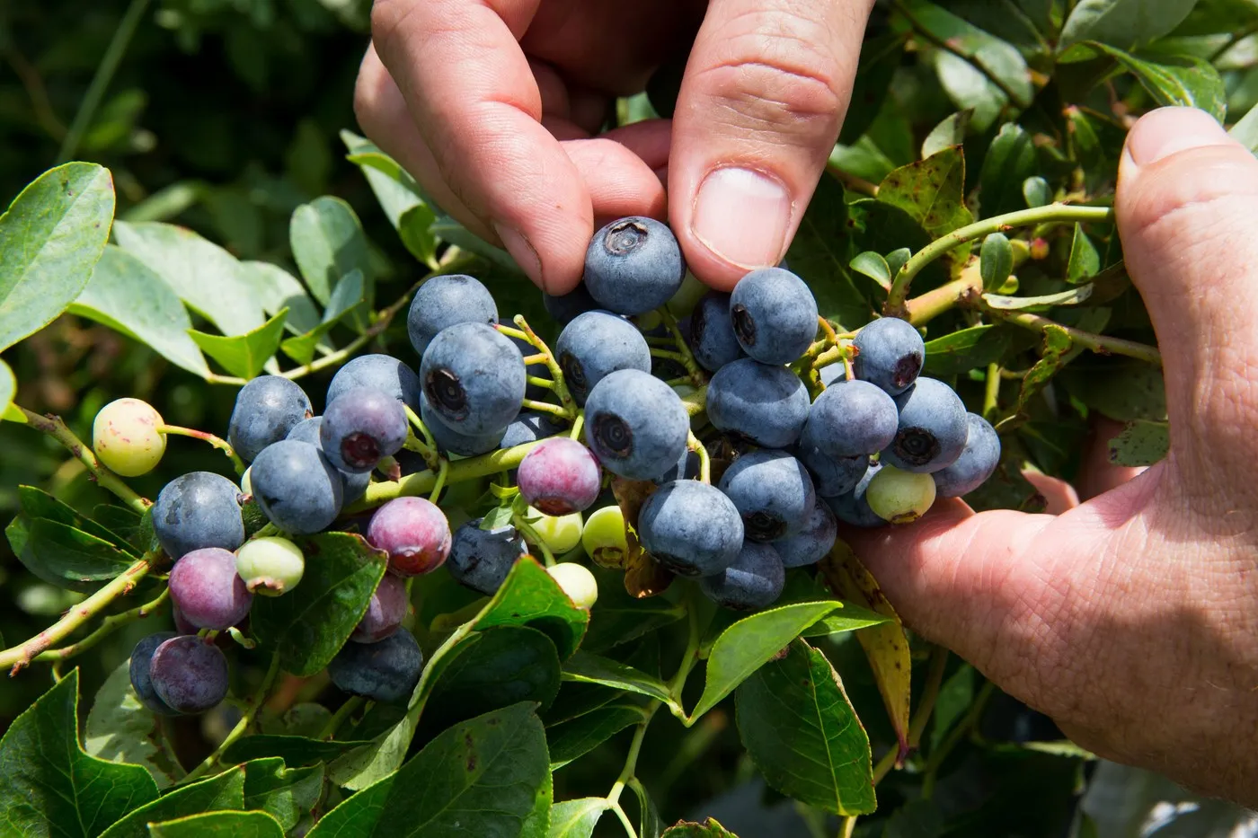 Hand picking ripe blueberries