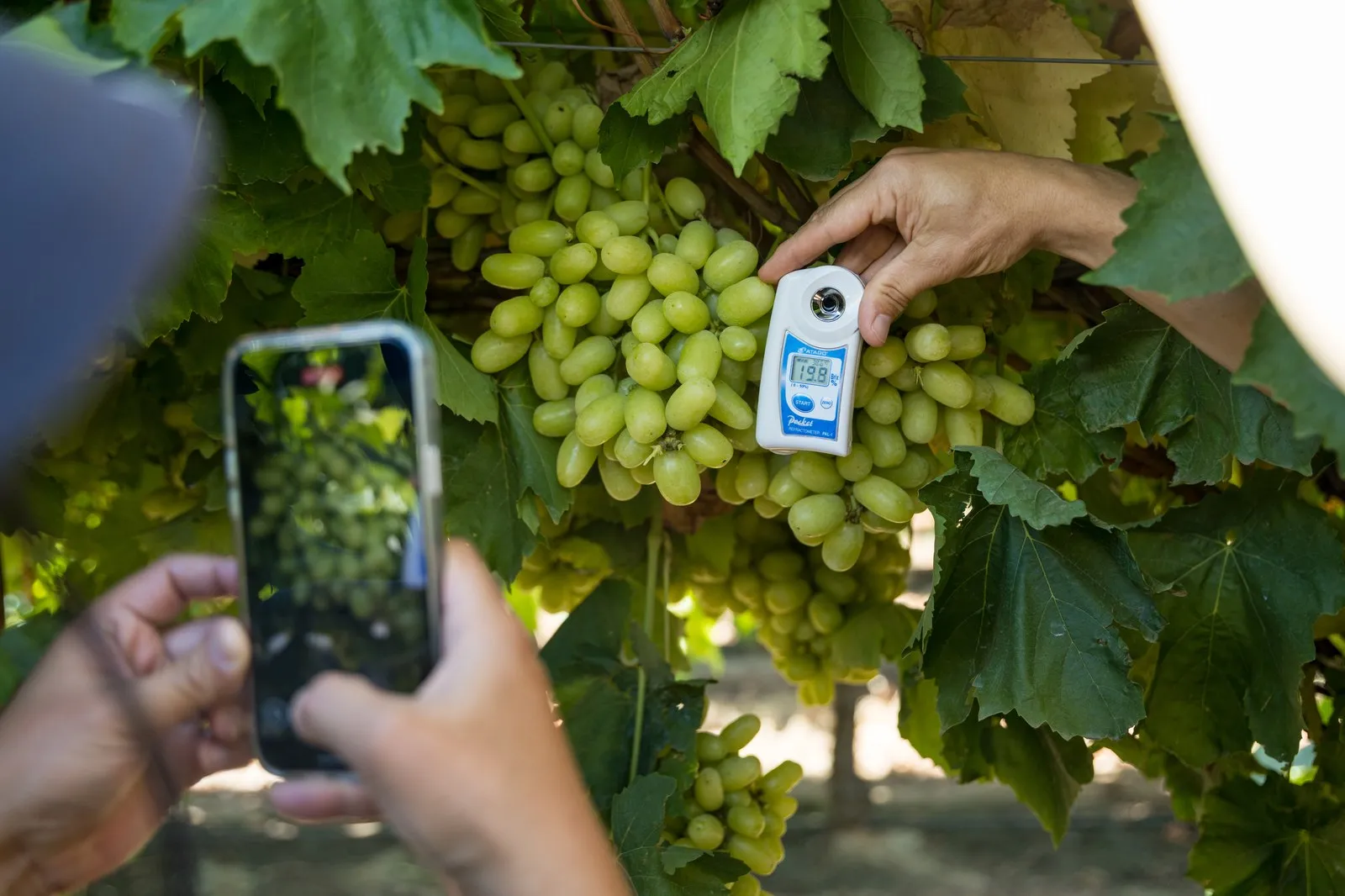 Grower checking green grapes with a refractometer