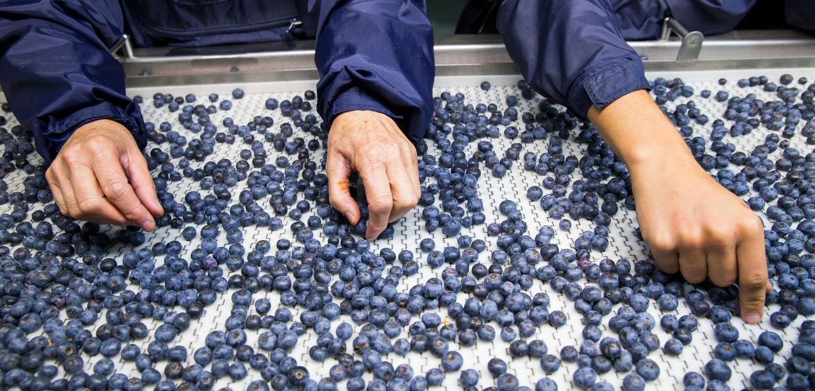 Workers grading blueberries on a packhouse line