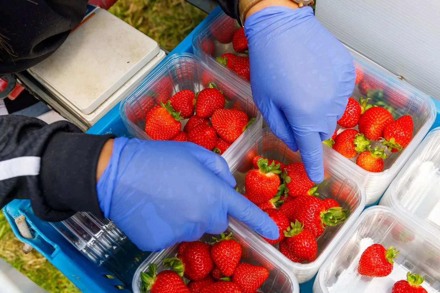 Strawberries being packed for export