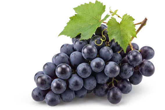 Bunch of dark table grapes
